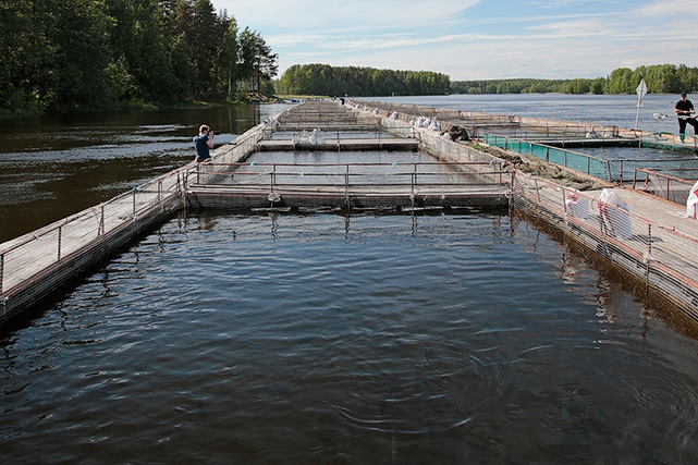 Результаты химико-токсикологического исследования воды из искусственного водоема