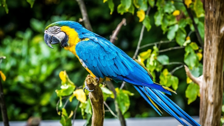 У попугая обнаружено паразитарное заболевание - гетеракидоз