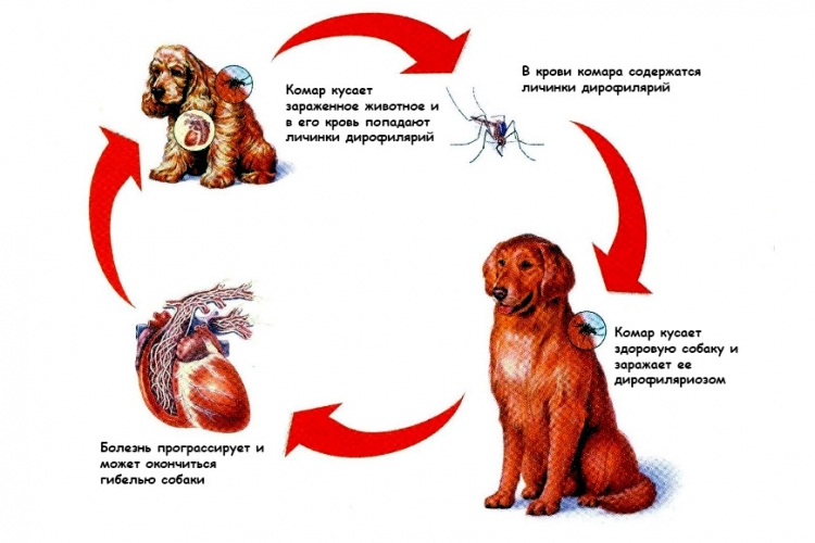 Что необходимо знать о дирофиляриозе?