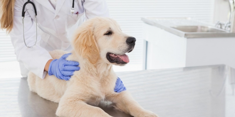 При обследовании у собаки выявлено два кожных заболевания