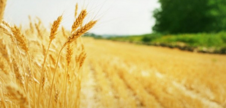 Партия семян пшеницы не прошла контроль по посевным качествам
