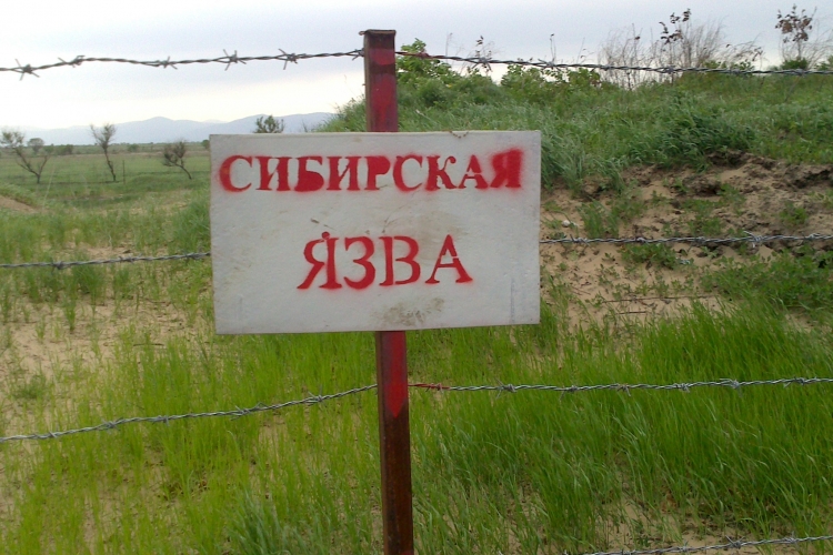 Сибирская язва