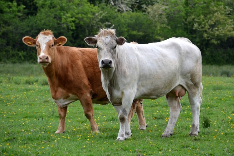 Меры профилактики лейкоза крупного рогатого скота