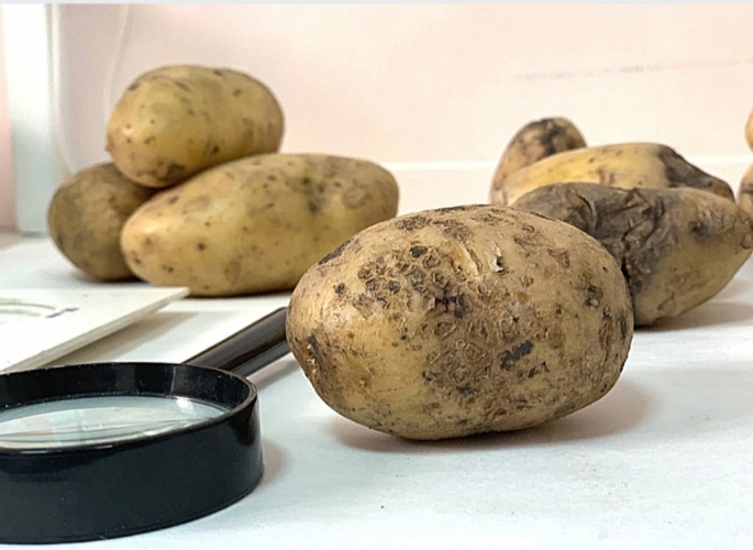Выявлено более 139 тонн некачественного семенного картофеля