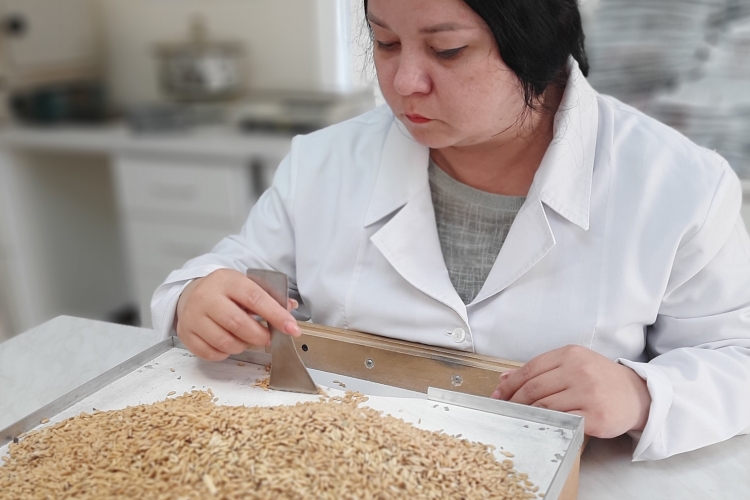 Семена амброзии найдены в партии риса в Красноармейском районе