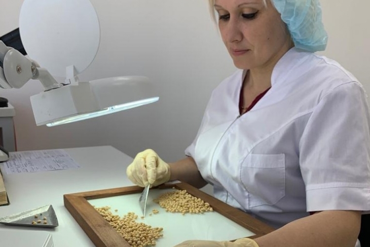 В Динском МРО проанализировано 250 проб семян сельскохозяйственных растений