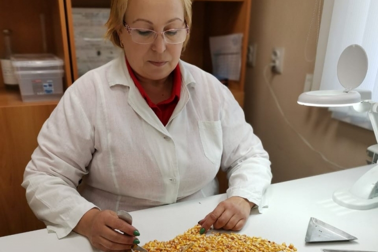 Амброзия найдена в партии зерен кукурузы