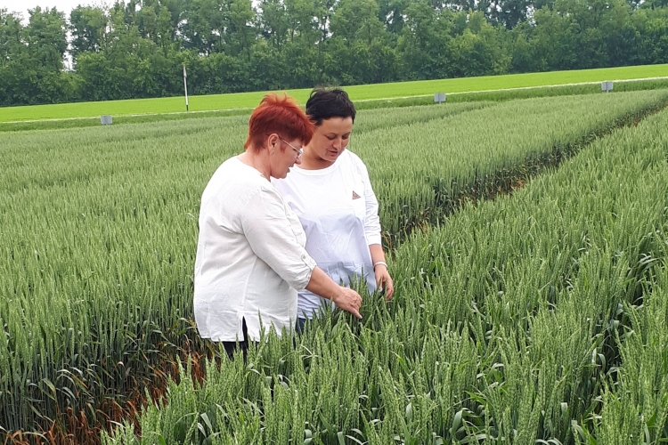 Специалисты Тбилисского межрайонного отдела приступили к осмотру семенных посевов озимых культур перед апробацией