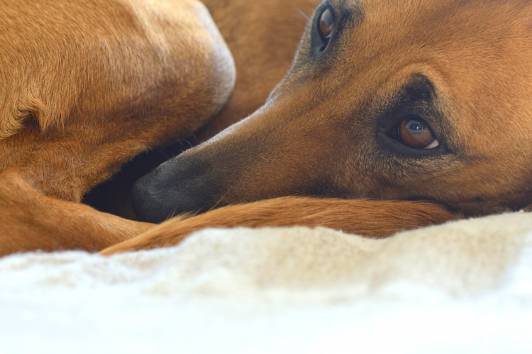 Причина воспаления ушной раковины у собаки