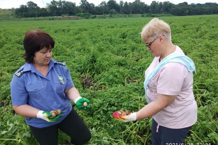 В Мостовском и Лабинском районах проведены полевые обследования картофеля