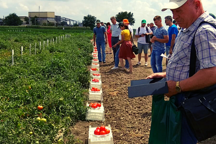 Специалисты ФГБУ «Краснодарская МВЛ» приняли участие в Дне поля овощных и бахчевых культур отечественной селекции