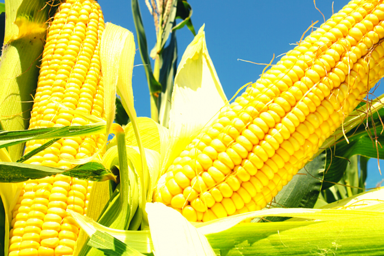 Специалистами Лабинской лаборатории проведены полевые обследования посевов кукурузы на участке гибридизации