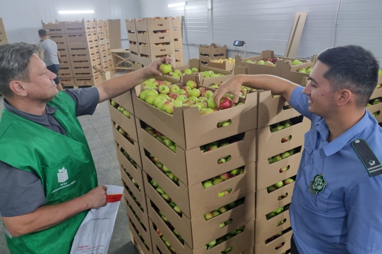 В августе эксперты ФГБУ «Краснодарская МВЛ» проверили 549,127 тонн яблок