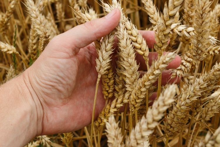 С начала года в Калининском районе проведена апробация посевов озимой пшеницы на площади более 1600 гектар