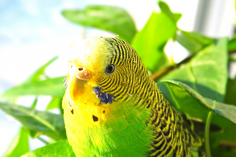 Специалистами отдела вирусологии, патоморфологии и ПЦР исследований методом полимеразной цепной реакции обнаружен орнитоз