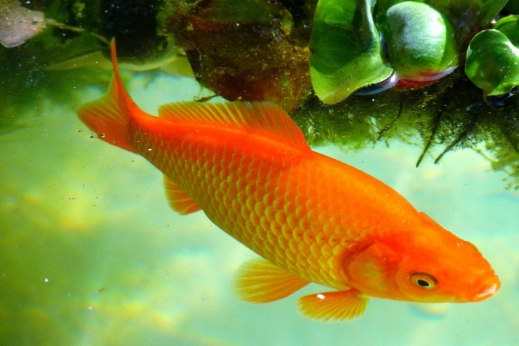 Ветеринарами ФГБУ «Краснодарская МВЛ» обнаружены паразиты у карпов Кои