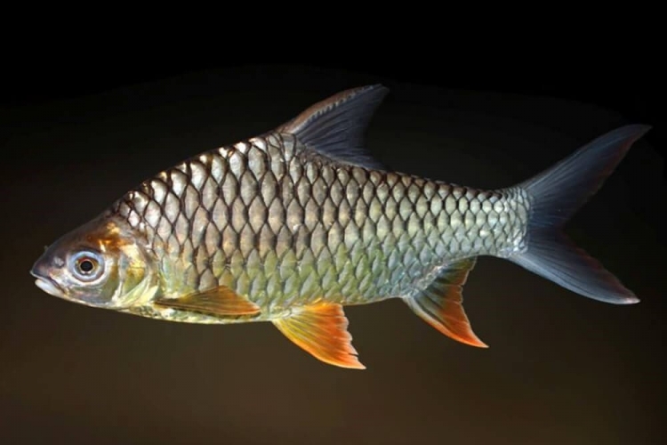 Специалисты ФГБУ «Краснодарская МВЛ» обнаружили возбудителей диплостомоза