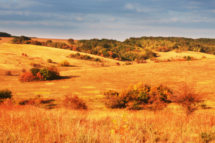 1270 проб почвы исследовано специалистами ФГБУ «Краснодарская МВЛ» с начала текущего года