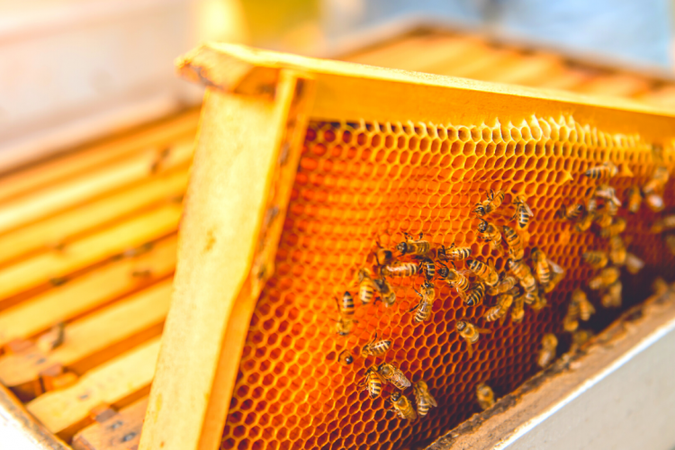 За 9 месяцев текущего года проведено 92 исследования на бактериальные болезни пчел