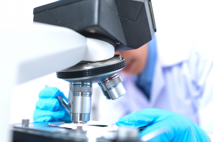 Причиной мокнущего дерматита у собаки стали дирофилярии