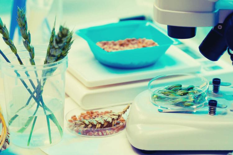 3285 проб исследовали специалисты ФГБУ «Краснодарская МВЛ» с начала текущего года на ГМО и видовую принадлежность