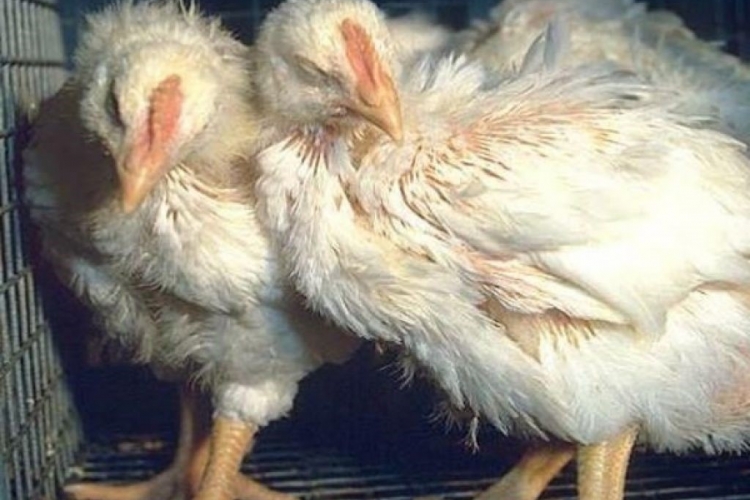 У бройлеров найдены возбудители эймериоза