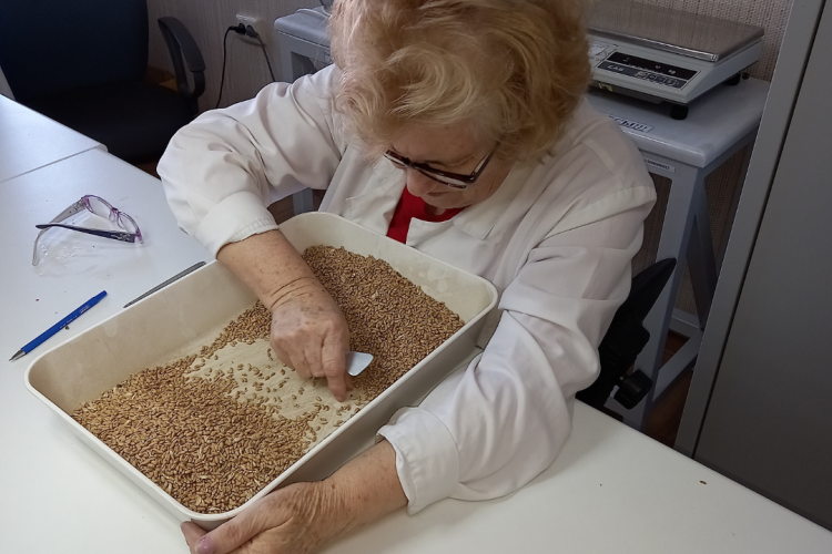 Семена карантинного сорняка обнаружены специалистами ФГБУ «Краснодарская МВЛ» в семи партиях зерновых культур