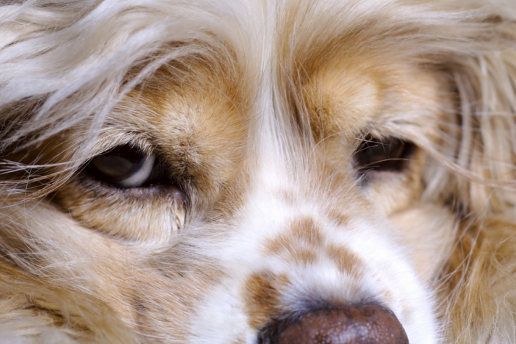 Бактериальный конъюнктивит домашних животных