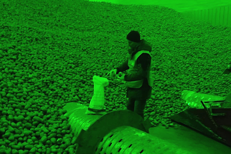 Сотрудниками ФГБУ «Краснодарская МВЛ» осмотрено 1,5 тысячи тонн картофеля