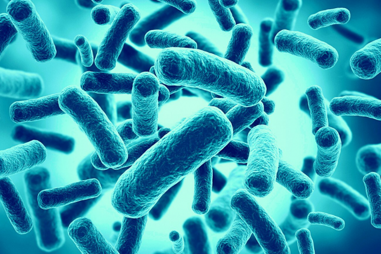 10 фактов о бактериях