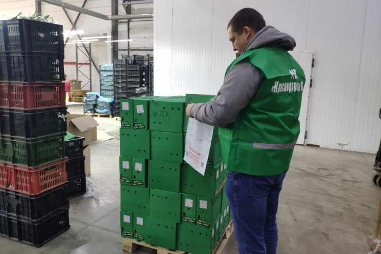 Более 18 тонн свежей зелени проверили специалисты Краснодарского отделения Органа инспекции ФГБУ «Краснодарская МВЛ»