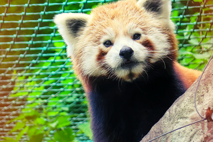 Проведены исследования анализов зоопарковых животных