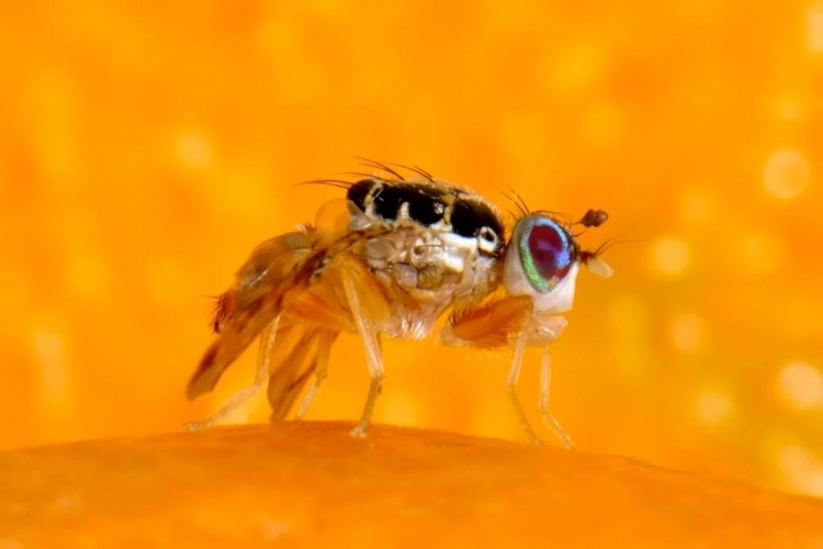 Опасный вредитель – средиземноморская плодовая муха