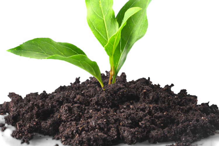 734 пробы на содержание подвижного фосфора в почве проанализировали специалисты ФГБУ «Краснодарская МВЛ»