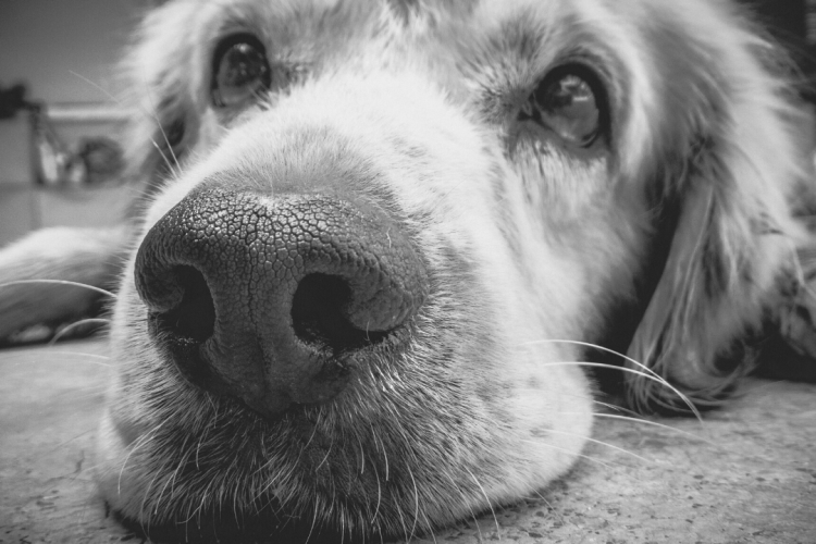 Экспертами установлена причина гибели собаки