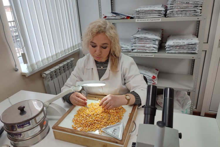 В зерне кукурузы найдены семена амброзии