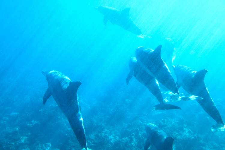 Причиной гибели дельфина стала инфекция