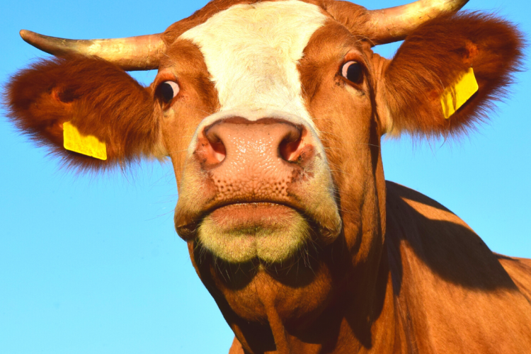 Борьба с бруцеллезом и меры профилактики заболевания у сельскохозяйственных животных