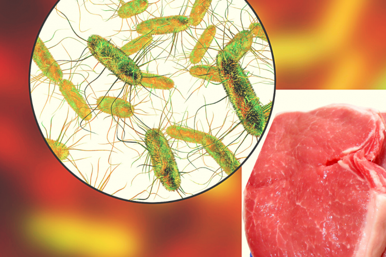 Бактерии сальмонеллы обнаружены в мясе свинины