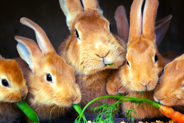 Верный диагноз – залог успешного лечения