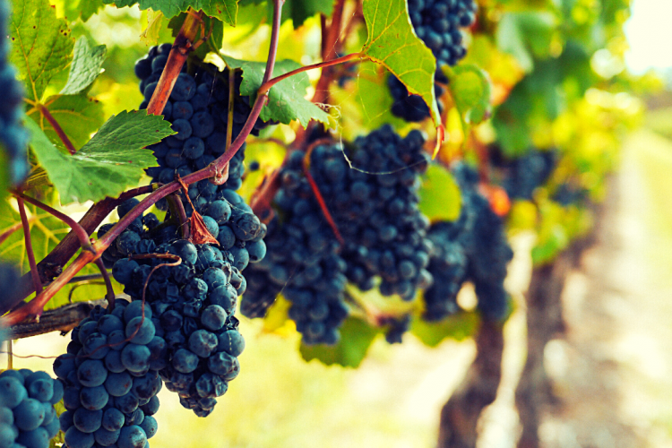 Опасный фитопаразит для виноградников