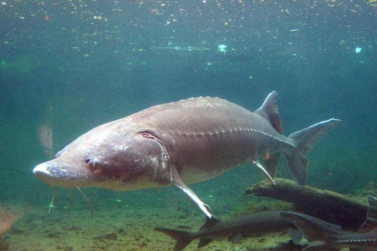 Здоровье рыб под контролем: ветеринар лаборатории приняла участие в отборе проб на форелеводческом заводе