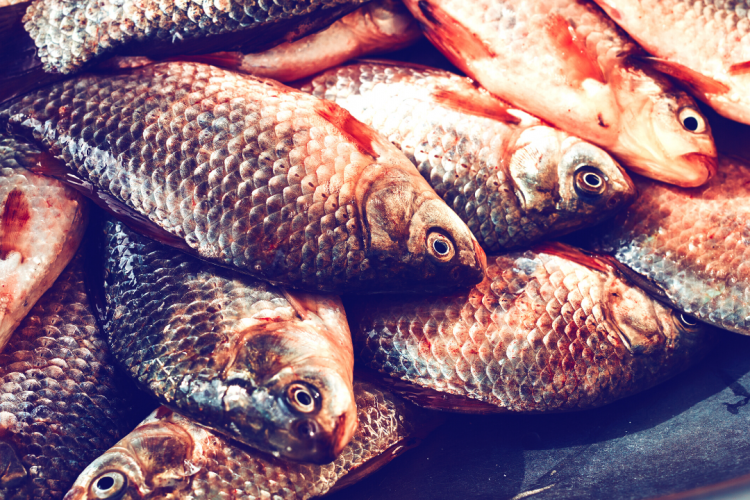 В ФГБУ «Краснодарская МВЛ» исследовали 60 экземпляров рыб