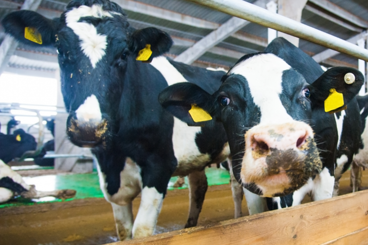 При лабораторных исследованиях выявлен лейкоз КРС