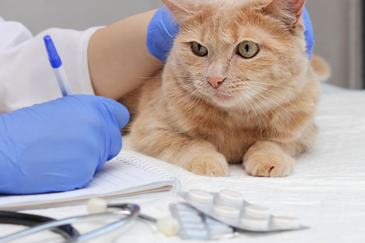 При исследованиях выделен генетический материал микоплазмоза кошек