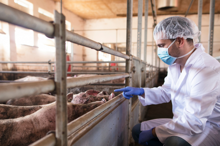 Токсическая дистрофия печени у животных