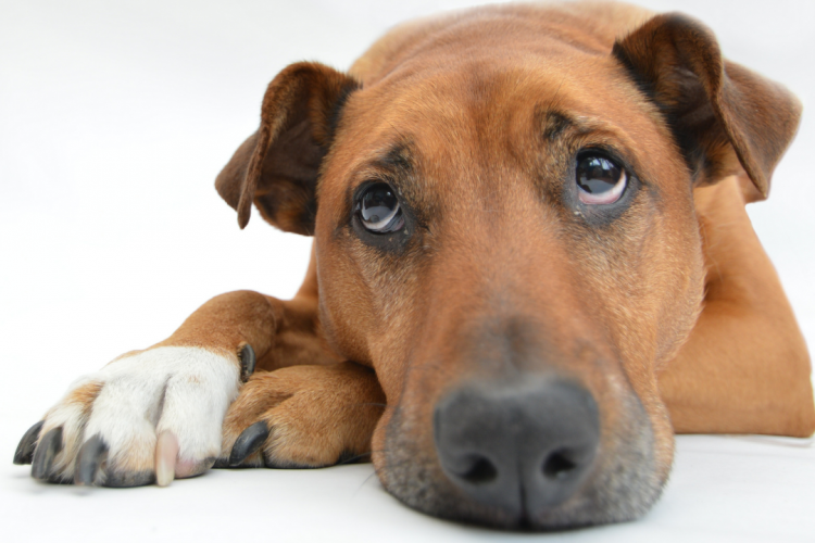 При обследовании у собаки выявлено сразу три кожных заболевания