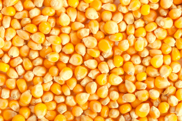 Амброзия обнаружена в партии зерна кукурузы