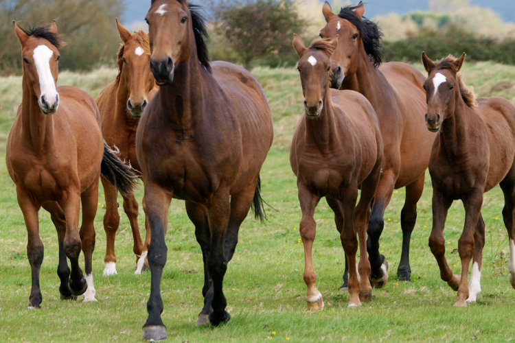 Новые Правила по предотвращению распространения и ликвидации очагов инфекционной анемии лошадей (ИНАН)