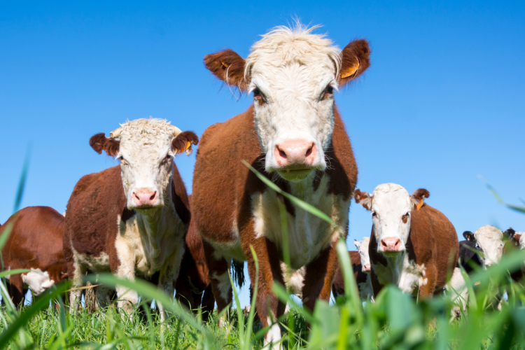 Получено 80 положительных результатов при исследовании на лейкоз КРС